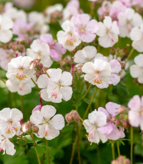 Geranium × cantabrigiense 'Biokovo'